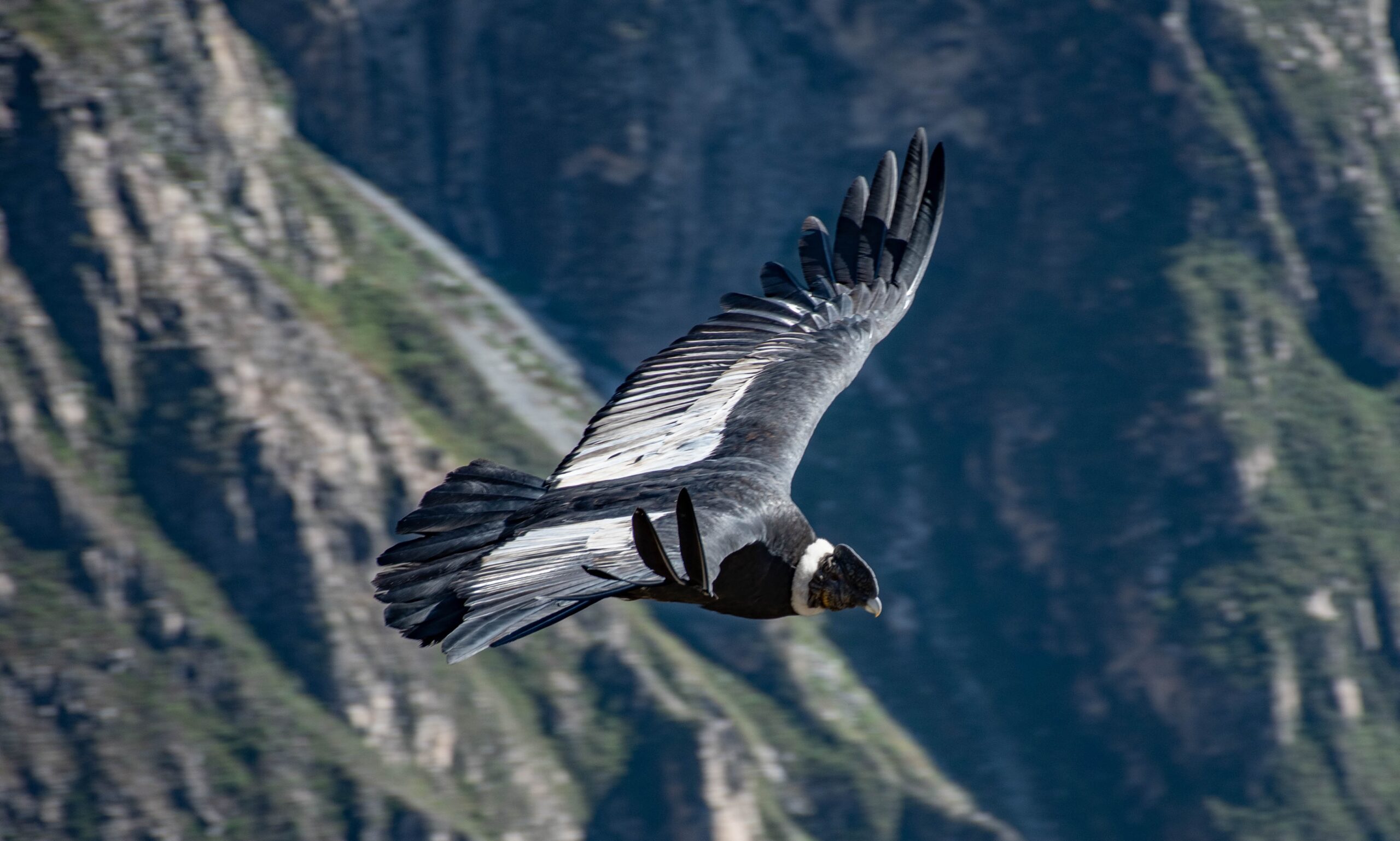 Cóndor sobrevolando el cañón del Colca