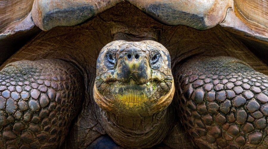 Tortuga gigante de Galápagos – circuito Perú y Ecuador con Cumbres Travel DMC